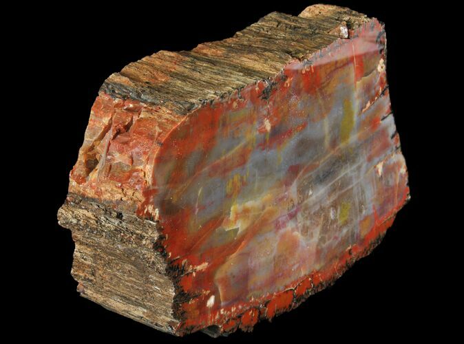 Thick, Polished Arizona Petrified Wood Section - #94543